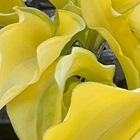 Hosta 'Cracker Crumbs'